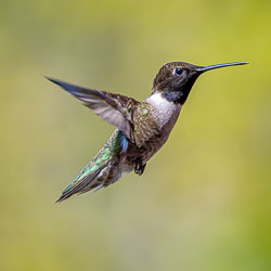 Hummingbirds of Distant Views