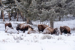 Yellowstone NP Winter 2021