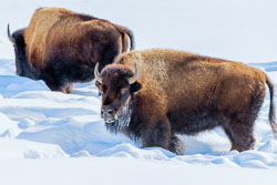 Yellowstone Winter 2020